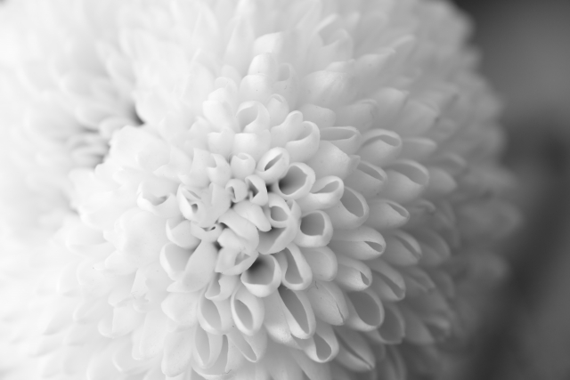 モノクロな菊の花