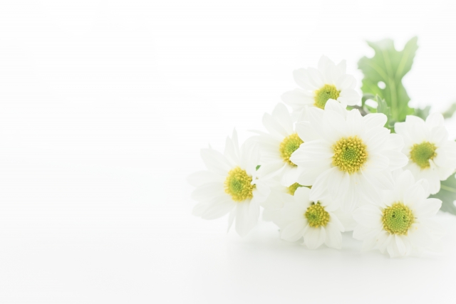 白菊