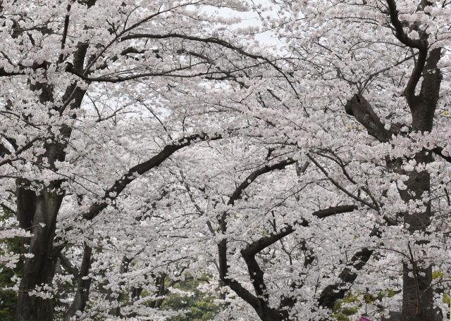 春の桜並木