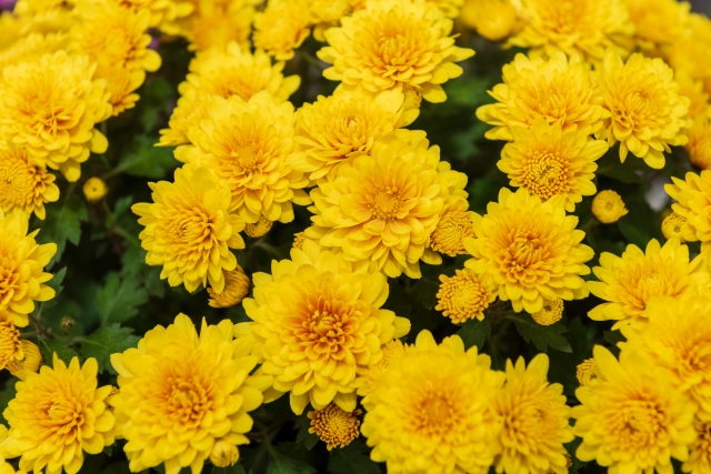 供花として使用する黄色い小菊