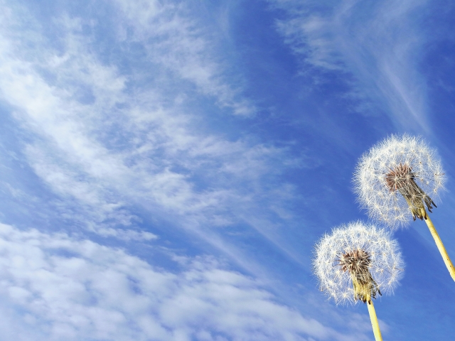 2つのタンポポと青空