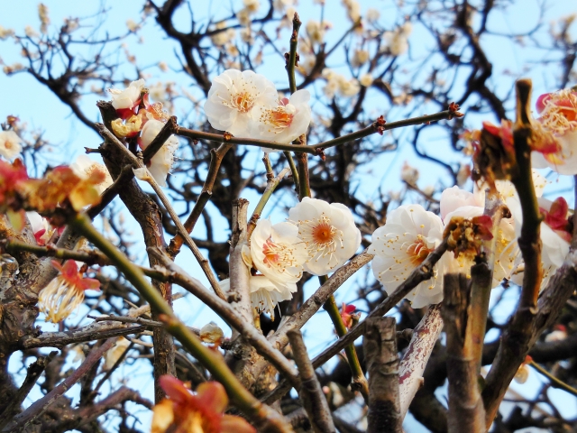 春を呼ぶ梅の花
